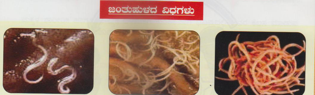 ಜಂತುಹುಳ ನಿರ್ಮೂಲನಾ ದಿನಾಚರಣೆ : ದ.ಕ. ಜಿಲ್ಲೆಯ 4,40,782 ಮಕ್ಕಳಿಗೆ ಮಾತ್ರೆ ನೀಡಲು ಗುರಿ